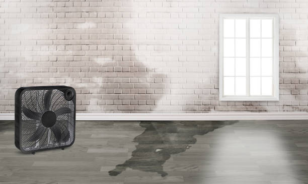 Best Professional water damage repair  in Woodside, CA